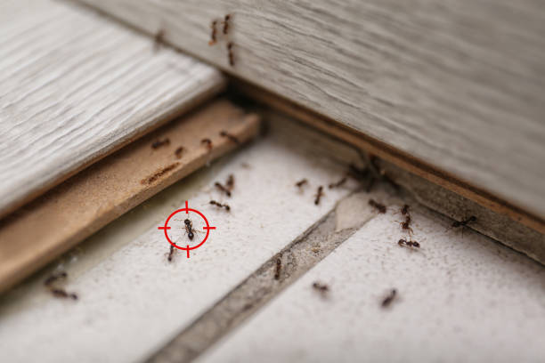 Best Affordable Pest Control Services  in Bellerose, NY
