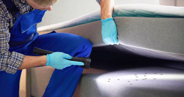 Best Affordable Pest Control Services  in Bellerose, NY