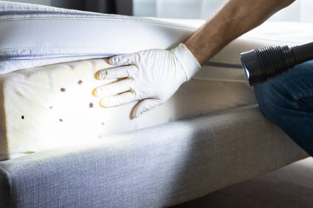 Best Exterminator Services  in Bellerose, NY
