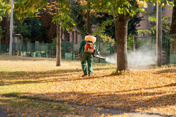 Best Mosquito Control Services  in Bellerose, NY