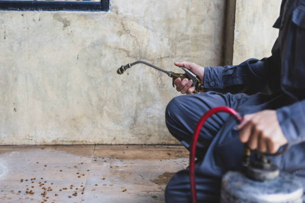 Best Pest Removal Services  in Bellerose, NY