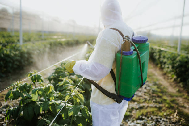 Trusted Bellerose, NY Pest Control Experts